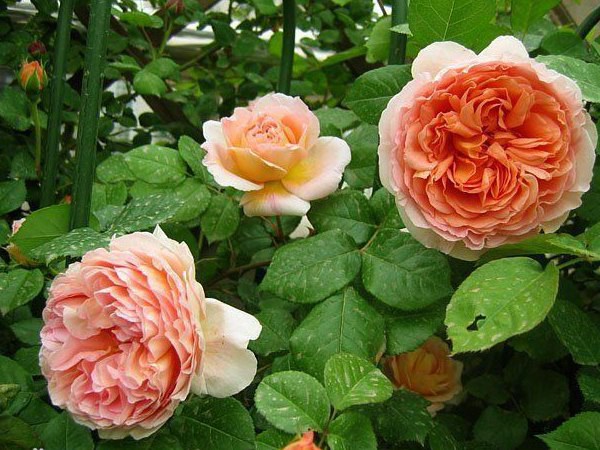 亞伯拉罕·達比（Abraham Darby）