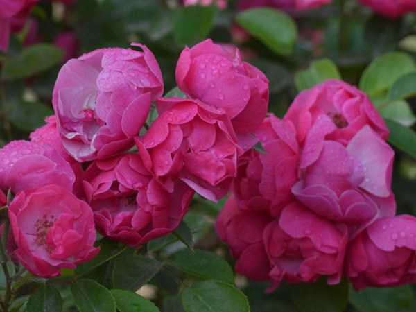 安吉拉花期，一年開(kāi)幾季花？