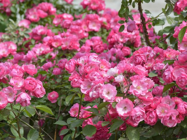 安吉拉花期，一年開(kāi)幾季花？