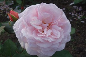 什羅普郡一少年(A Shropshire lad)