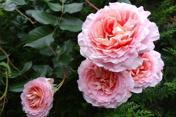 亞伯拉罕·達比（Abraham Darby）