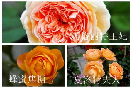 蜂蜜焦糖、夏洛特夫人和瑪格麗特王妃的區(qū)別