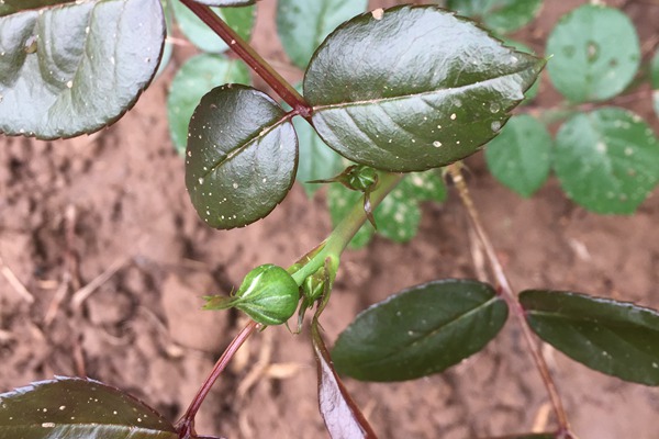 月季小苗上的花苞要不要摘？