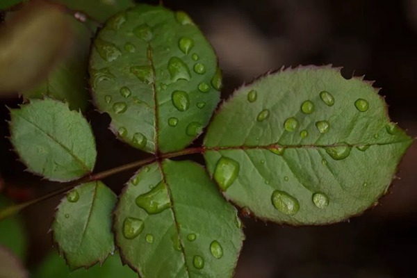 月季長著長著變薔薇6.jpg