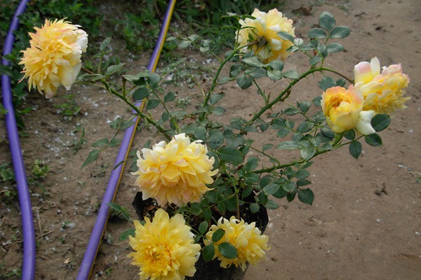 煙花波浪