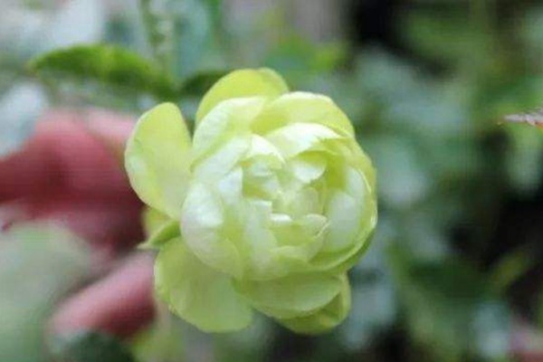 勤花豐花陽(yáng)臺(tái)月季推薦