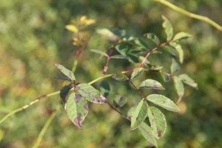 夏季月季黑斑病高發(fā)期，花友要注意防治！