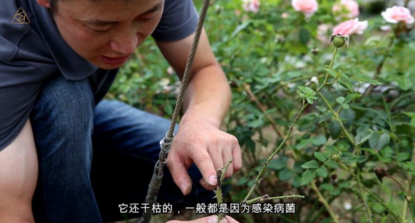 夏天來(lái)了，月季要注意預(yù)防枯枝??！