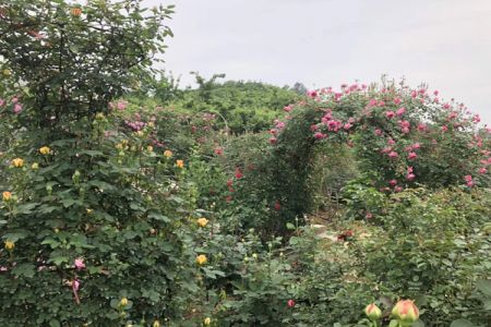 這樣的一個月季花園就問你想不想要?