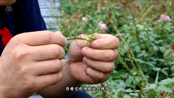 初夏吸花要當(dāng)心，你聞到的可能不是花香，而是薊馬