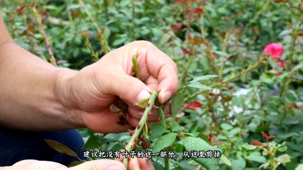 初夏吸花要當(dāng)心，你聞到的可能不是花香，而是薊馬