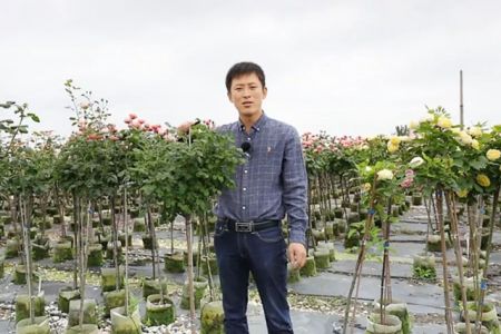 復花全靠剪，樹狀月季春季花后修剪攻略