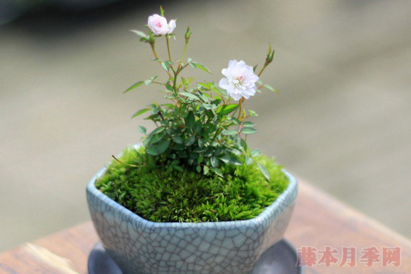 勤花豐花陽(yáng)臺(tái)月季推薦