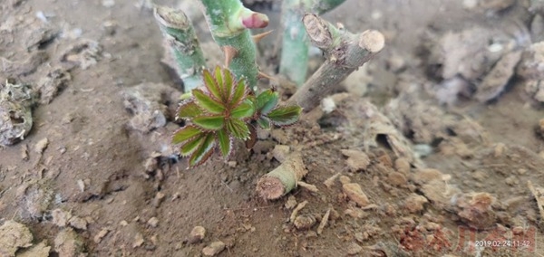 月季小白購(gòu)買種植初體驗(yàn)(一)——買苗被騙