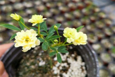 黃木香幾年可以開(kāi)花，黃木香怎樣才能多開(kāi)花呢(圖文)