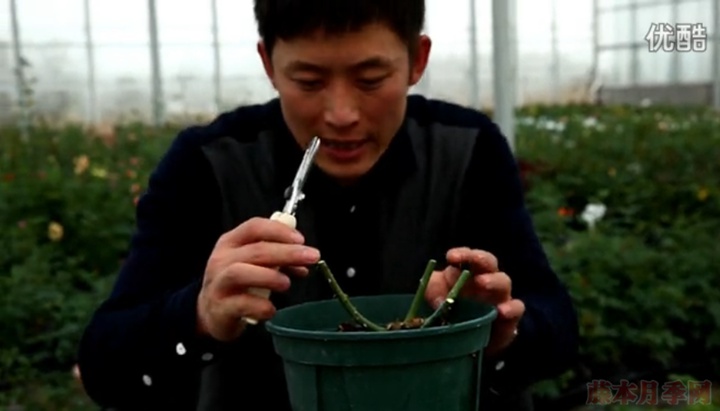 大花月季,豐花月季,微型月季的冬季修剪