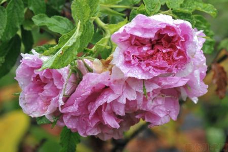 圖解！玫瑰Rosa Rugosa及雜交玫瑰系列Hybrid Rugosa介紹