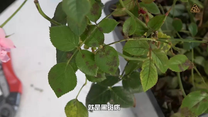 6月白粉病,黑斑病,紅蜘蛛高發(fā)期，如何來進行防治？