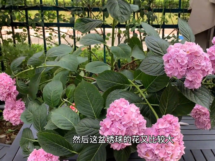 雨后繡球倒伏怎么辦？