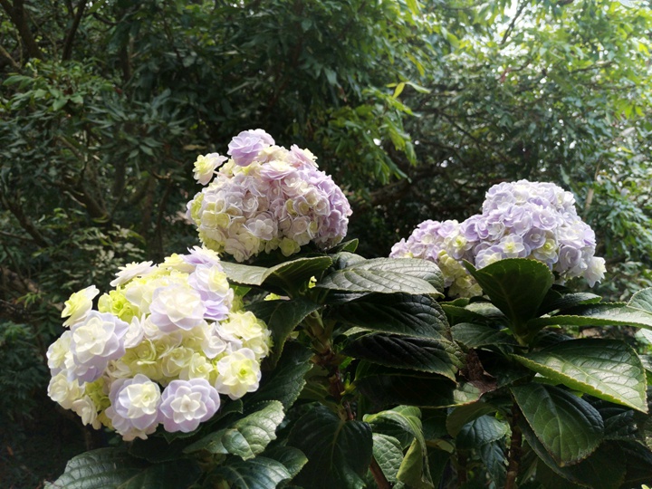 繡球花是根據(jù)什么情況來變色了