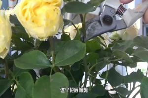 6月白粉病,黑斑病,紅蜘蛛高發(fā)期，如何來進(jìn)行防治？