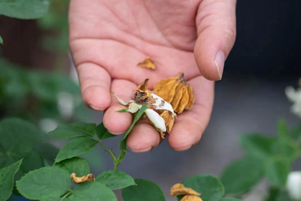 要想月季開得好，月季花后修剪少不了