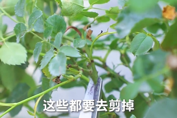 要想月季開得好，月季花后修剪少不了