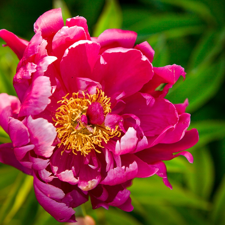 芍藥塊根種植幾年可以開(kāi)花