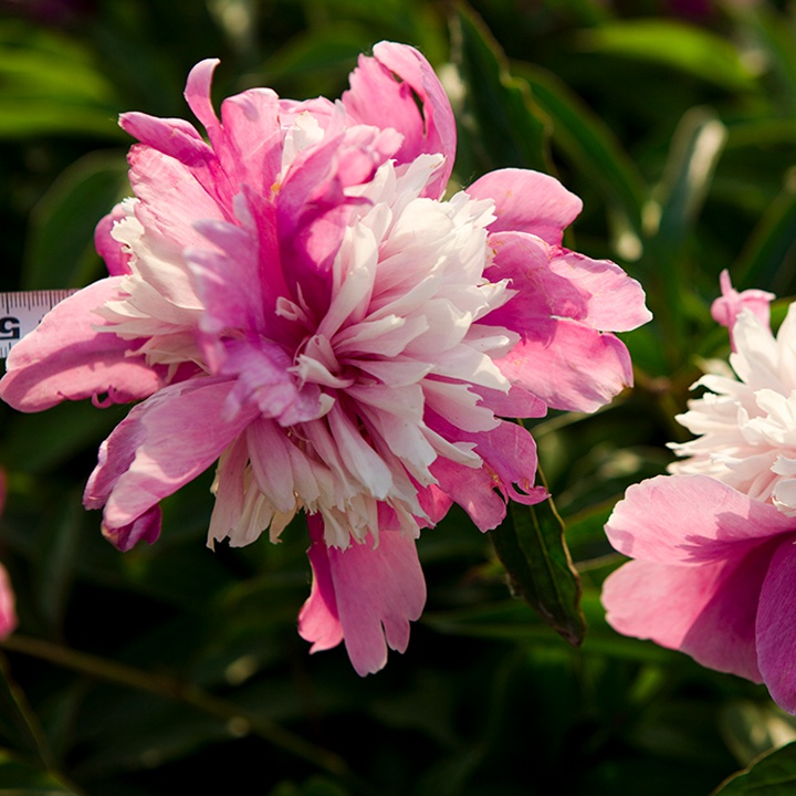 芍藥塊根種植幾年可以開(kāi)花