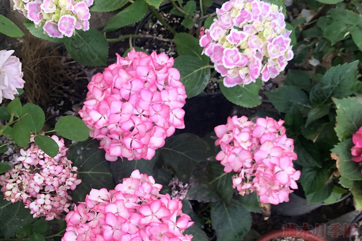 繡球花的花語，不同花色的繡球花花語