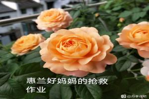 花友春花搶救案例（果汁陽(yáng)臺(tái)1個(gè)月的蛻變）