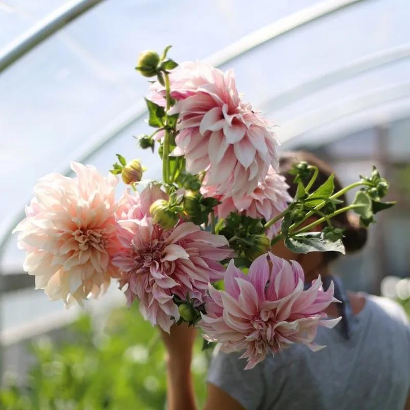 13款夏季開(kāi)花的植物推薦