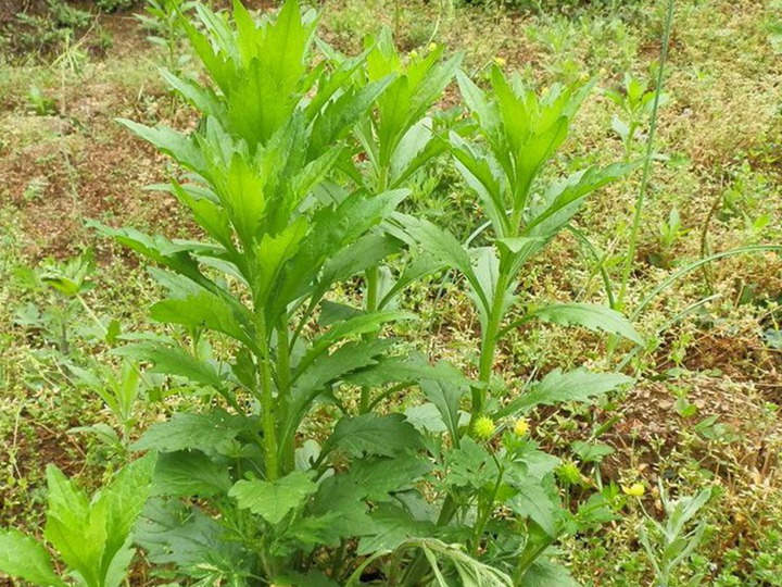 串葉松香草