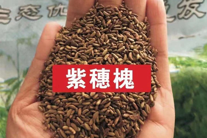 常用的護(hù)坡灌木種子有哪些？