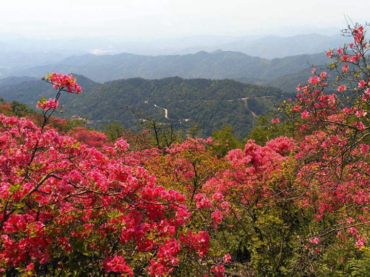 杜鵑花的養(yǎng)殖方法和注意事項(xiàng)