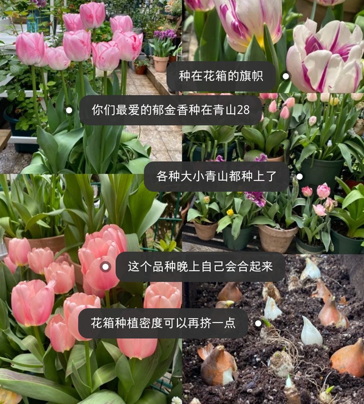 郁金香用什么盆種植，盆栽用什么土比較好