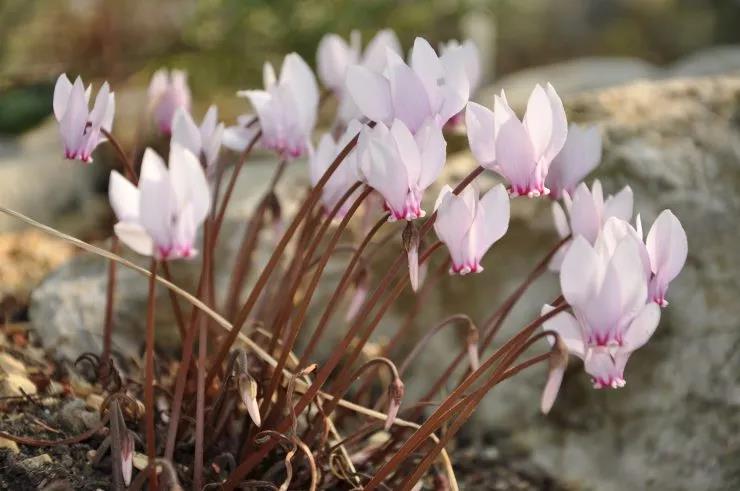 種植仙客來(lái)多開花的小技巧