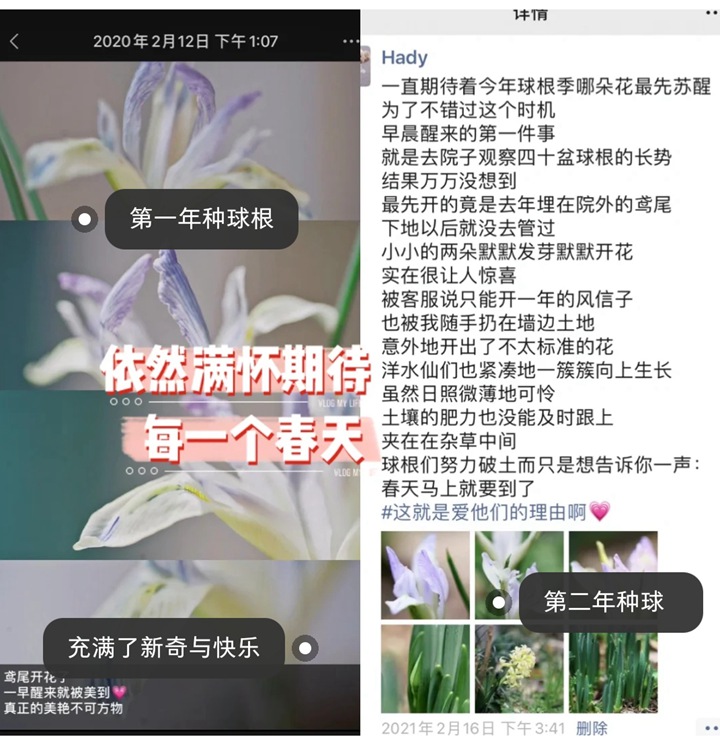 郁金香種植方法與技巧（多圖詳解）