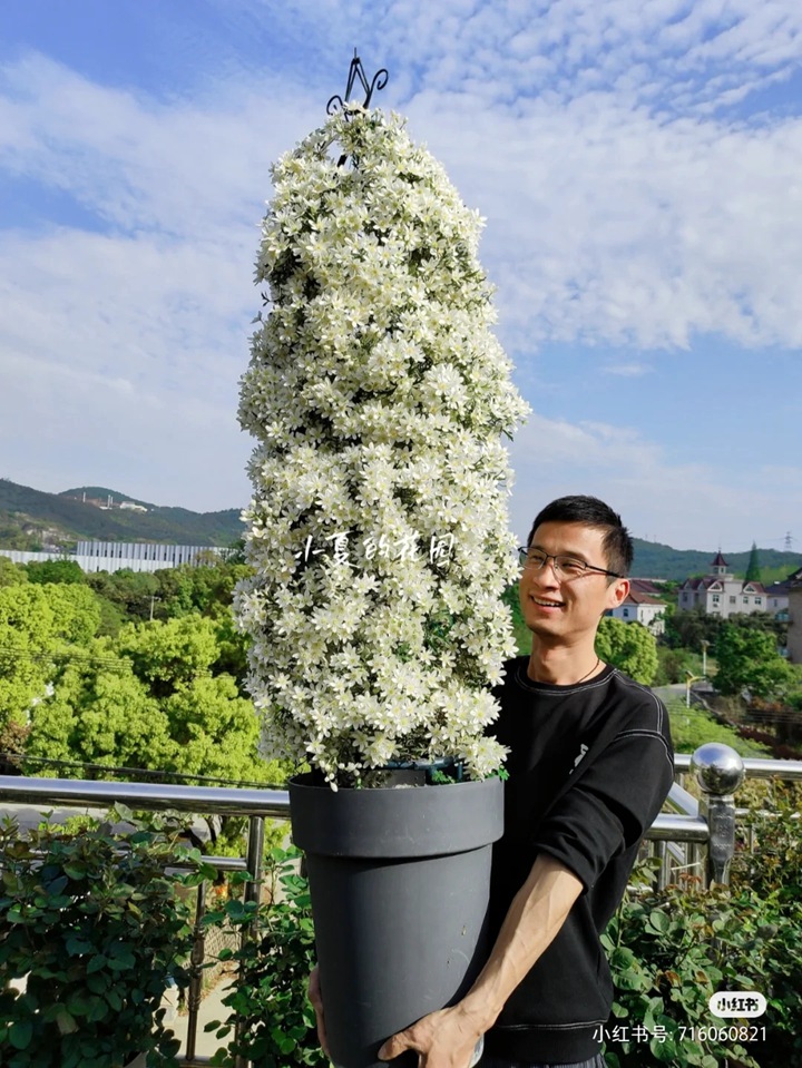 銀幣鐵線鏈的種植養(yǎng)護經(jīng)驗分享