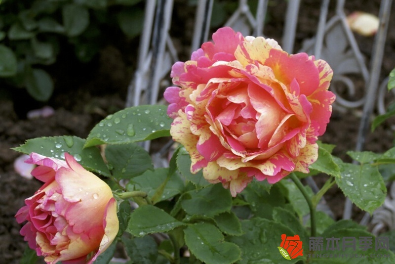 熙篤會之花Rose des Cisterciens