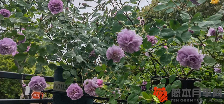 藍色陰雨月季一年開幾次花