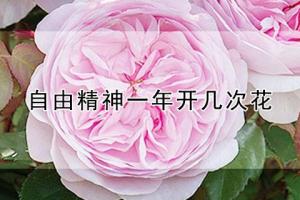 自由精神一年開(kāi)幾次花(自由精神一年開(kāi)幾季)