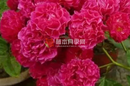 紅羅莎莉月季一年開(kāi)幾次花