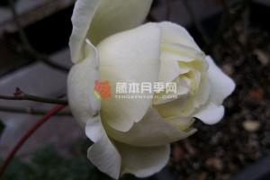 伊芙白法師伯爵月季優(yōu)缺點(diǎn)分析