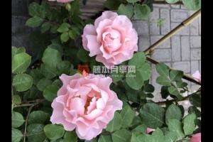 達芙妮月季優(yōu)缺點分析