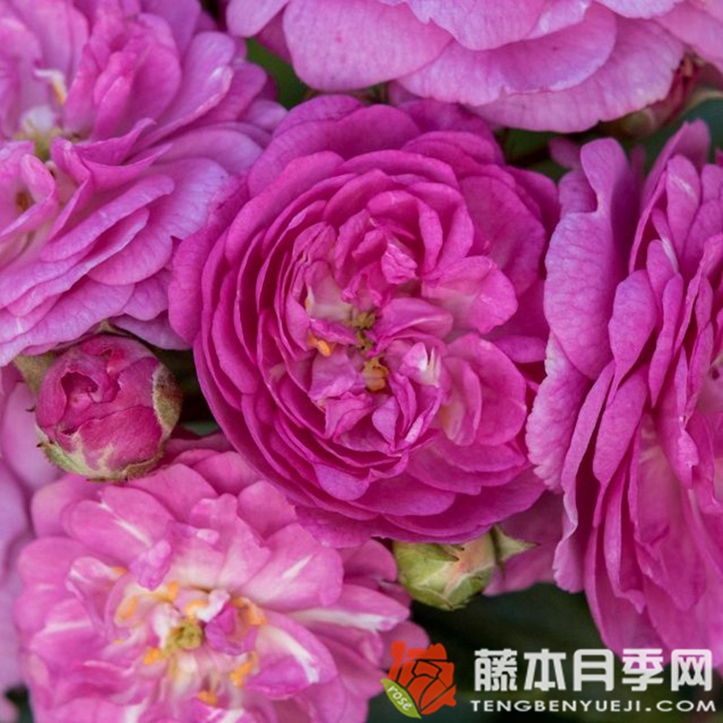 月季花不開花怎么辦