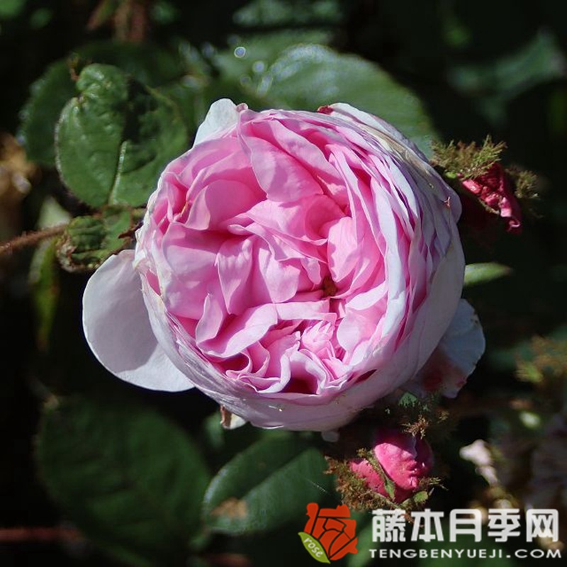 苔蘚/百葉薔薇