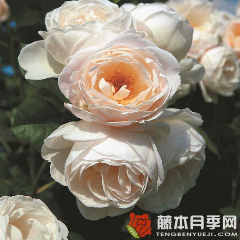 尤特森修道院Uetersener Klosterrose