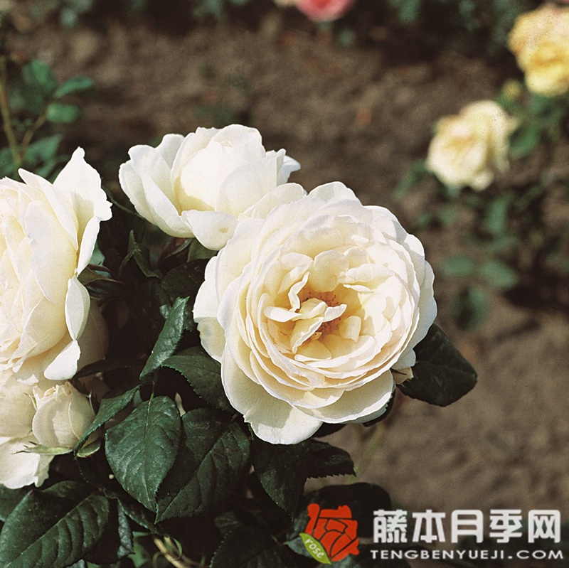 尤特森修道院Uetersener Klosterrose