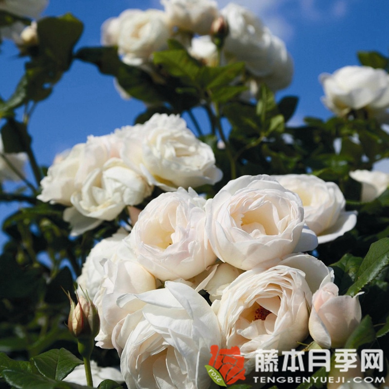 尤特森修道院Uetersener Klosterrose